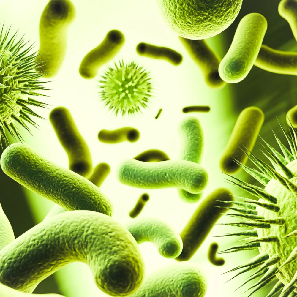 Bacterial infectious